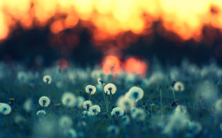 Dandelions sunset blurry trees field - the background and a blurry background of trees free wallpaper