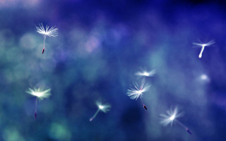Dandelion blowing wind blue sky 17 - a few white flower free wallpaper