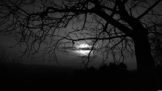 Tree no leaves dark night - the dark night sky free wallpaper