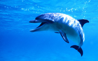 Dolphin swimming ocean mouth open - daphne mcclure free wallpaper