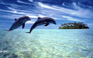 Dolphins island palm ocean sky - a palm tree in the background free wallpaper