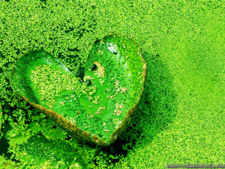 Heart leaf water lilies green - a pond of water lilies free wallpaper