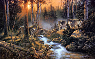 Wolves forest stream sunset sunlight - a stream free wallpaper