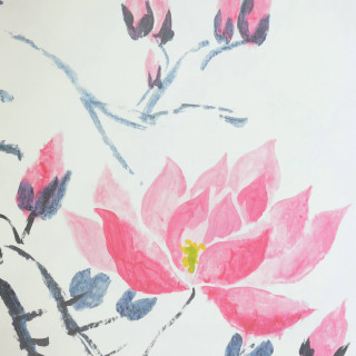 Pink flower white background blue - a pink flower free wallpaper