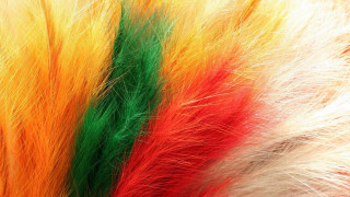 Colored feathers close up white - a close up of a bunch free wallpaper