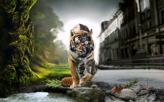 Tiger walking stream park building - a park area free wallpaper