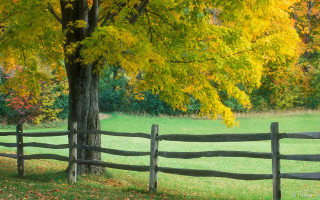 Wooden fence yellow leaves field - a field in the background free wallpaper