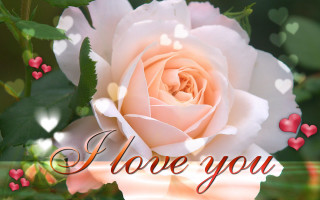 Pink rose hearts i love - a green border free wallpaper