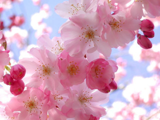 Pink flowers blooming tree branch 7 - a tree branch in the sun light of the day free wallpaper