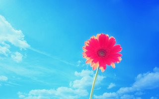 Large red flower green stalk 2 - field free wallpaper for desktop