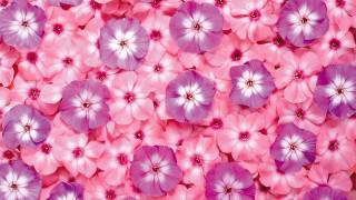 Pink purple flower field bouquet - a bunch free wallpaper