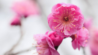Pink flower closeup white background 3 - a few pink flower free wallpaper