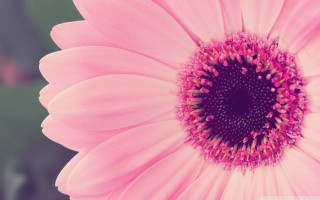 Pink flower black center green 2 - betty merken free wallpaper