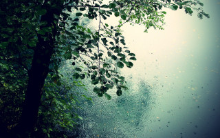 Tree branch water drops hanging 2 - impressionist free wallpaper