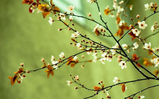 Branch white flowers green background 2 - a window in the background free wallpaper