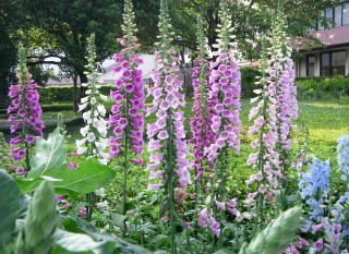 Purple flowers garden mackintosh puzzle - the foreground and a building in the background free wallpaper