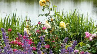 Flowers water grass waterplants foreground - impressionist free wallpaper