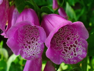 Close up flower green background 2 - a green background and a blurry background behind free wallpaper