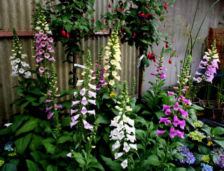 Garden flowers plants fence background - a building in the background free wallpaper