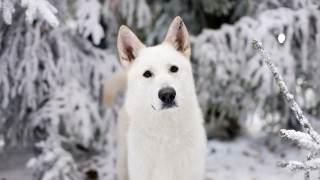 White dog snow tree branches - branch free wallpaper