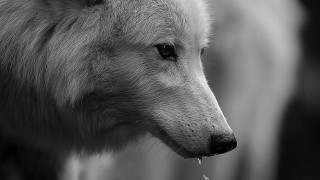 Wolf water mouth background another - sharp focus free wallpaper