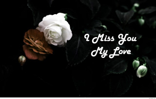 White rose brown center black - my love free wallpaper