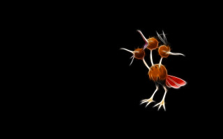 Orange birds black ground dark - craola free wallpaper