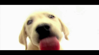 Dog red ball mouth white - a red ball free wallpaper