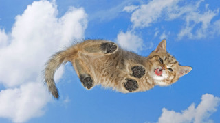 Cat flying paws face air - a blue sky background free wallpaper