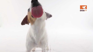 Dog playing frisbee snow mouth - video art free wallpaper