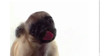 Monkey red tongue up cute 2 - a monkey with free wallpaper