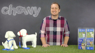 Man white dog toy dog - david ramsay hay free wallpaper