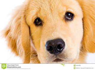 Dog closeup white background black 3 - brown eye free wallpaper