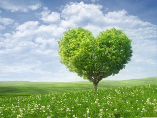 Heart shaped tree field flowers 7 - a blue sky in the background free wallpaper for desktop