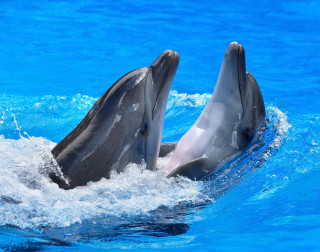 Dolphins playing water pool heads - two dolphin free wallpaper