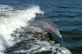 Dolphin riding wave ocean open - daphne mcclure free wallpaper