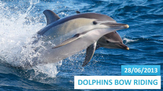 Dolphin jumping water mouth open 4 - daphne mcclure free wallpaper