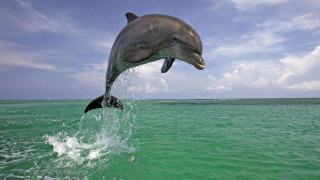 Dolphin jumping water mouth open 6 - its mouth wide open free wallpaper