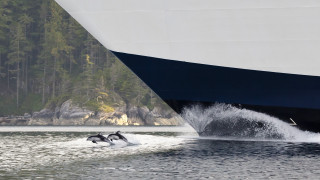 Large boat dolphin water background - ecological art free wallpaper