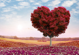 Heart tree flower field ecological - a heart free wallpaper for desktop