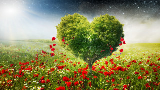 Heart tree flower field star - a heart free wallpaper