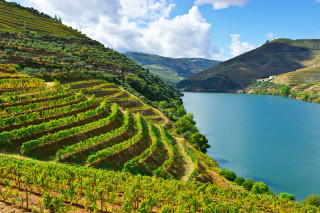 Lake hillside valley impressionist saturated - a lush green valley free wallpaper
