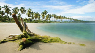 Tree stump beach water palm - free bikini wallpaper