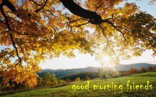 Tree good morning friends autumn - it in front free wallpaper