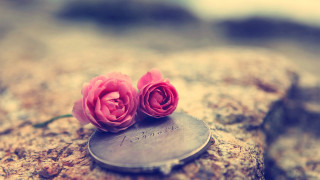 Pink roses metal disc rock - a rock surface free wallpaper