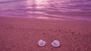 Two shells beach sand sunset - the sun free wallpaper