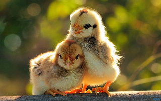 Small chickens wooden table sunny 3 - a couple free wallpaper