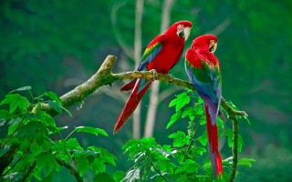 Two red green parrots branch - parrot free wallpaper