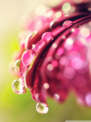Pink flower water droplets macro 15 - water droplet free wallpaper