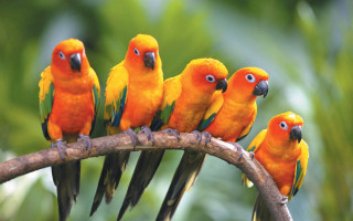 Birds tree branch leaves together - top of a tree free wallpaper